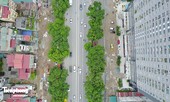 Hàng cây đường Phạm Văn Đồng trước ngày chặt hạ, di chuyển