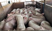 TIN NÓNG 24H: Kỷ luật 23 người vụ 4.000 con heo bị tiêm thuốc an thần