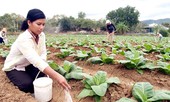 Hàn Quốc sẽ tài trợ Việt Nam 6,5 triệu USD phát triển nông thôn mới
