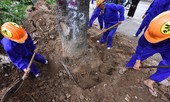 Gần 1.000 cây xanh trên đường Phạm Văn Đồng về đâu?