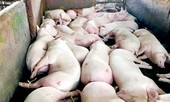 Hà Nội: Kiểm tra, xử lý việc tiêm thuốc an thần vào lợn