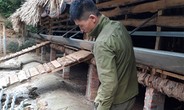 Lào Cai: Dê chết hàng loạt nghi hít phải khí độc