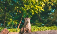 Ngắm loạt ảnh “siêu xịn” dưới đây có khiến bạn muốn ghé thăm Thảo Cầm Viên một lần?