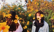 Team Hà Nội đâu cần đến Đà Lạt xa xôi, Ba Vì cũng sắp sửa bước vào mùa hoa dã quỳ rồi!