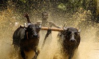 Độc đáo lễ hội &apos;lướt&apos; bò ở Ấn Độ