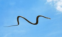 Kiểu di chuyển kỳ lạ của rắn bay