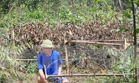 Lão nông lặng người trước rừng keo tràm 3.000 cây bị phá hoại