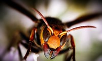 Ong bắp cày giết người trong nháy mắt, sao gọi chúng là ong diệt chủng?