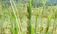 Châu chấu hoành hành ở Nghệ An