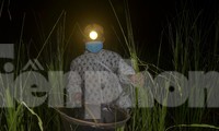 Đội đèn xuyên đêm bắt châu chấu