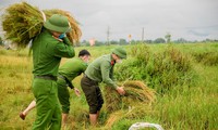 Thanh niên, công an, bộ đội xuống đồng thu hoạch lúa giúp người dân chạy bão Côn Sơn