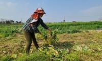Nghệ An: Rau ế ẩm, nông dân mang về... cho bò ăn