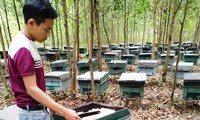 Công an vào cuộc vụ hơn 200 tổ ong chết đồng loạt nghi bị đầu độc