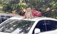Truy bắt khỉ hoang quậy phá, cắn người trong khu bãi xe ở Hà Nội