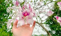 ‘Check-in’ con đường hoa ban đẹp nhất Hà Nội