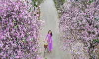 Con đường hoa ban rực rỡ sắc tím ở ngoại ô Hà Nội