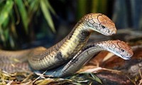 1001 thắc mắc: Loài rắn sát thủ nào biết rung chuông?