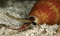 1001 thắc mắc: Loài ốc nào có cú vồ nhanh bậc nhất thế giới động vật?