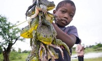 Vì sao người châu Phi lại ăn loài ếch khổng lồ cực độc này?