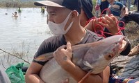 Thủy điện Trị An đóng đập tràn, người dân được mùa bắt cá &apos;khủng&apos;