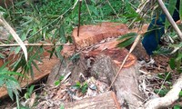 Bắt tạm giam trạm trưởng bảo vệ rừng ở Gia Lai