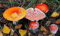 Ba mẹ con ngộ độc vì ăn nấm rừng