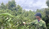 Trồng cây ăn quả xen canh, nông dân Kon Tum thoát nghèo khi kiếm hơn 2 tỉ đồng mỗi năm