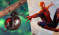 3 trẻ em cho nhện kịch độc cắn vì muốn trở thành Người Nhện như phim
