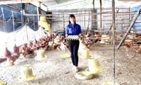 Chị Nguyễn Thị Ngọc Lan thu hoạch trứng gà 