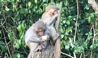 Vì sao khỉ trên núi Sơn Trà đầy thương tích?