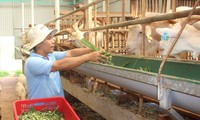 Anh Nguyễn Văn Hải (xã Ea Bar, huyện Buôn Đôn, tỉnh Đắk Lắk) cho đàn dê ăn sau khi khai thác sữaẢNH: H.T