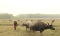 Người dân được thuê vỗ béo trâu, bò ở xã Đại Sơn, huyện Đô Lương (Nghệ An)