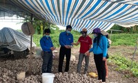 Tuổi trẻ Đồng Tháp chung tay hỗ trợ gần 200 tấn khoai giúp nông dân