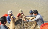 Xuất khẩu lô tôm đầu tiên sang EU theo hiệp định EVFTA