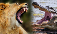 Sư tử qua sông bị cá sấu mai phục: Trận chiến kinh hoàng