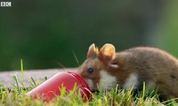 Chuột Hamster háu ăn tìm được bữa tiệc thịnh soạn trong nghĩa trang 