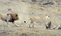 Sư tử đực lao tới cướp mồi của sư tử cái.