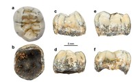 Phân tích chiếc răng cổ của bé gái bí ẩn, bằng chứng mới về loài người Denisovan thời tiền sử? 
