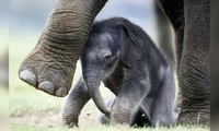 Kỳ lạ, voi mẹ ôm xác con đã chết trong nhiều tuần 