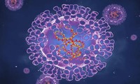Báo động: Virus đậu mùa khỉ tiến hóa &apos;thần tốc&apos; nhanh gấp 12 lần thông thường 