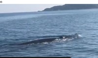 cá voi "khủng" xuất hiện ở vùng biển Cù Lao Chàm, Quảng Nam