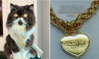 Chú mèo được tặng quà là sợi dây chuyền vàng 140 triệu đồng, dân mạng thấy tự tủi thân