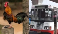 Chú gà trống đi xe buýt ở Ấn Độ bị xé vé tính tiền như hành khách, nhiều người phản đối