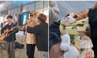 Chú mèo biểu diễn cùng chủ trên đường phố, khán giả vừa ngưỡng mộ vừa buồn cười
