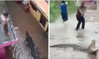 Video cá sấu bơi tự do vào khu dân cư vì đường phố ngập lụt ở Ấn Độ