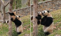 Gấu trúc mẹ không rời cái cây vì muốn cố đỡ gấu con, netizen xúc động vì tình mẫu tử