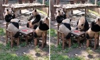 Video hội &quot;bà tám&quot; gấu trúc ngồi quanh bàn buôn chuyện y như con người