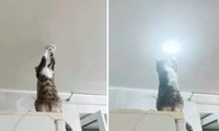 Chú mèo dùng chân sửa bóng đèn cực chuyên nghiệp, ai xem cũng muốn bế về nuôi