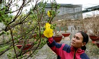 Cận cảnh những cây mai vàng ở Sài Gòn cho đại gia thuê Tết giá trăm triệu