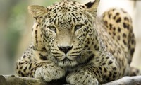 Ảnh minh hoạ: National Geographic
